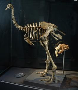 moa bird